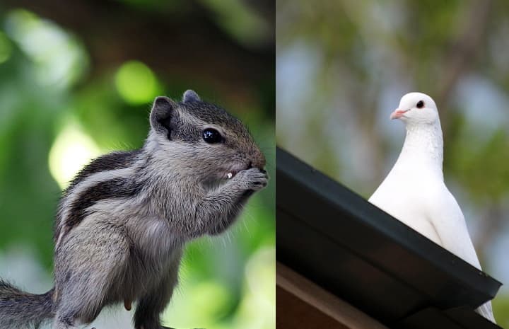 HOW TO PREVENT BIRD AND SQUIRREL FROM DAMAGING YOUR ROOF