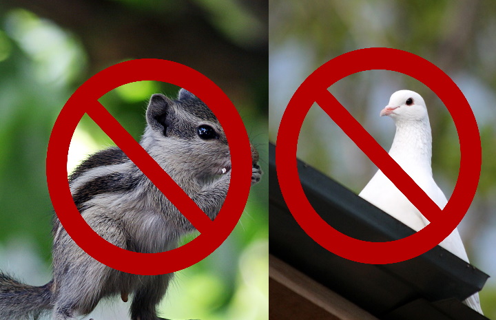 Preventing-Birds-and-squirrels-from-damaging-your-roof